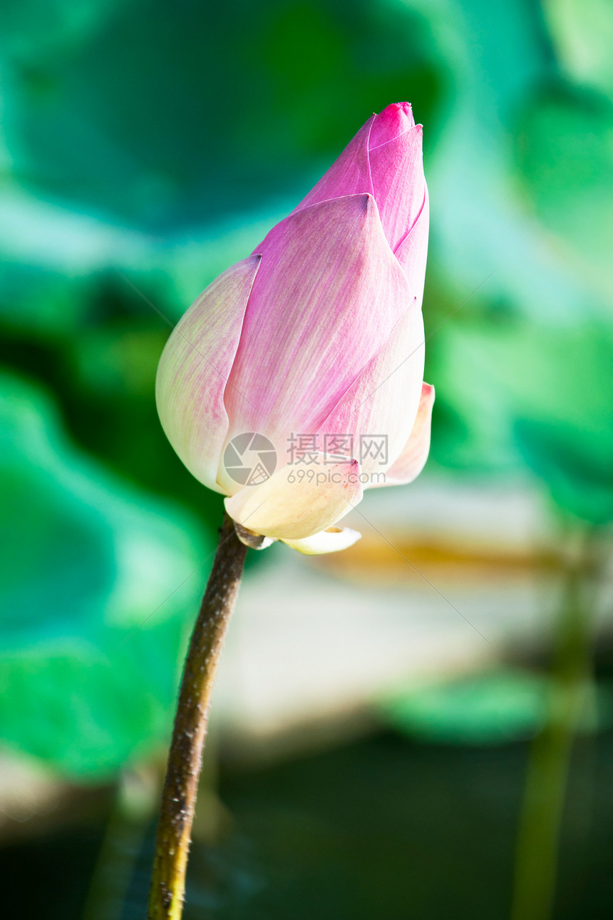 莲花花灌木荷花软垫花萼植物学百合情调植物异国风化图片