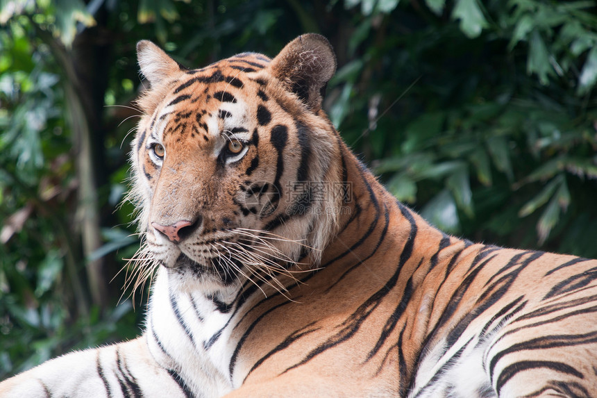孟加拉虎野生动物打猎眼睛侵略哺乳动物食肉动物橙子丛林猫科图片