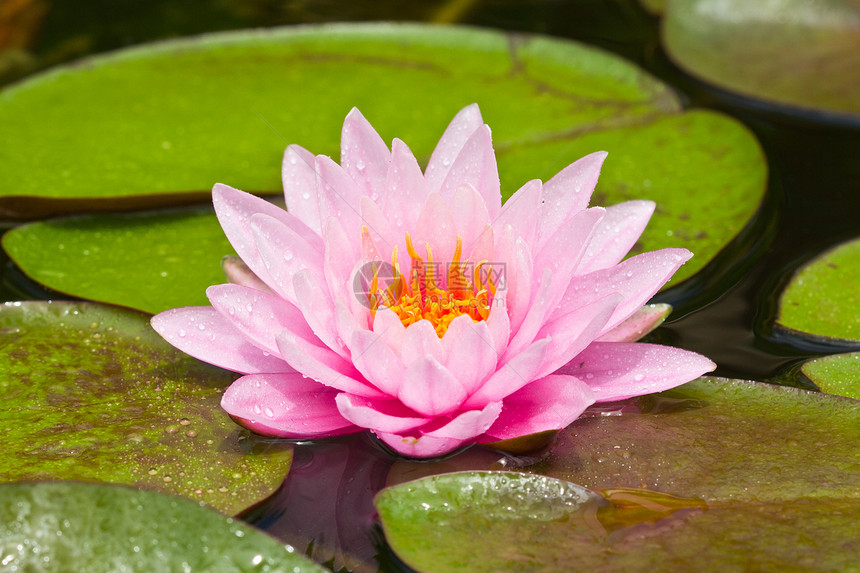 莲花花百合植物学植物花瓣灌木花萼异国情调荷花叶子图片