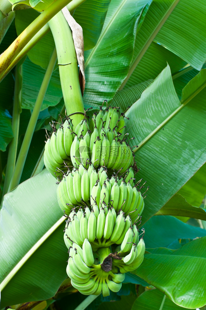 香蕉树和一束香蕉村庄植物群动物群荒野假期甜点旅行叶子食物植物图片
