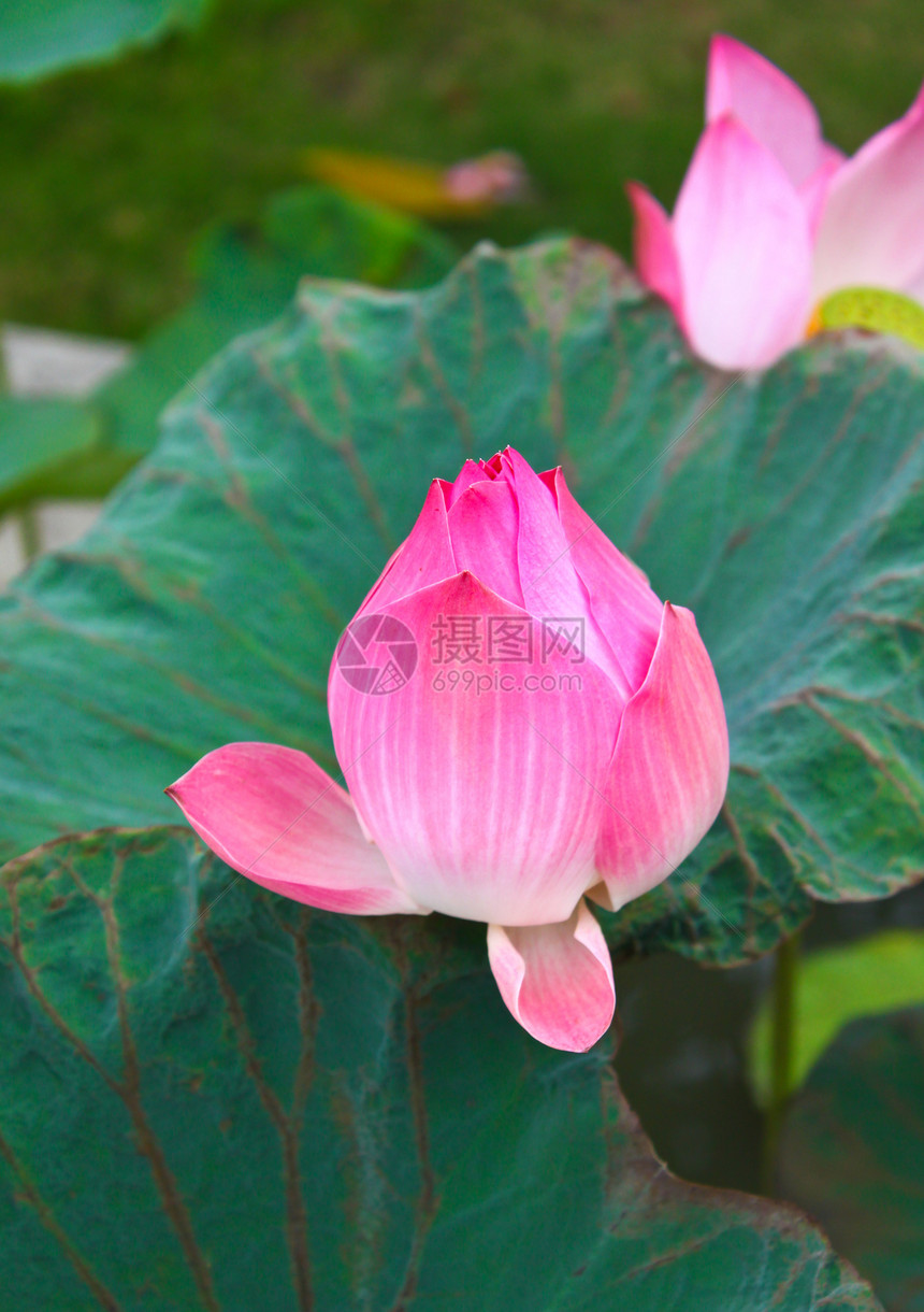 粉色莲花植物学植物群冥想花园荷花明信片情调热带植物荒野图片