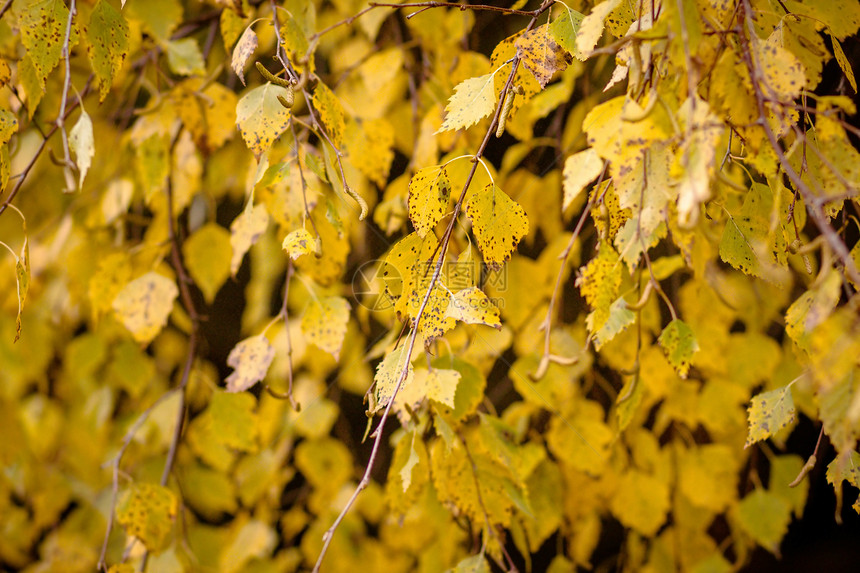 树叶的秋色阳光森林叶子环境树木季节美丽桦木橙子金子图片