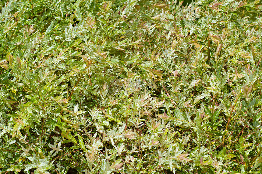 绿树叶纹理植物阳光森林叶子生态植物群环境花园季节图片
