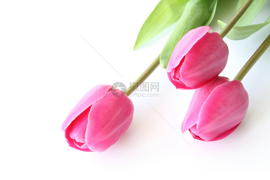 粉色郁金香植物群礼物花瓣植物白色脆弱性树叶图片