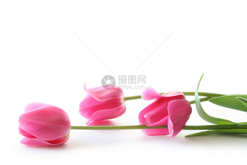 粉色郁金香花瓣树叶礼物植物群植物脆弱性白色图片