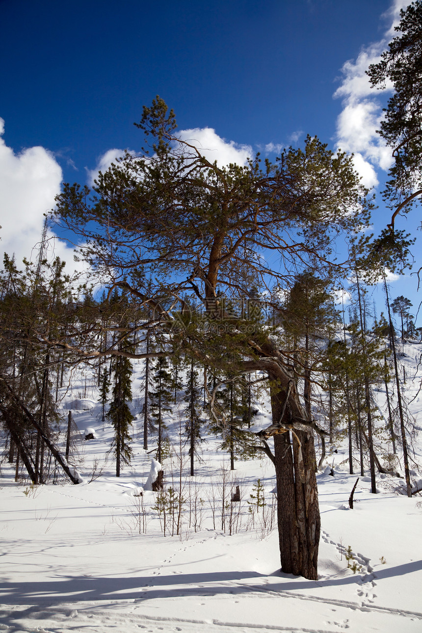 冬季森林的一棵不寻常的松树图片
