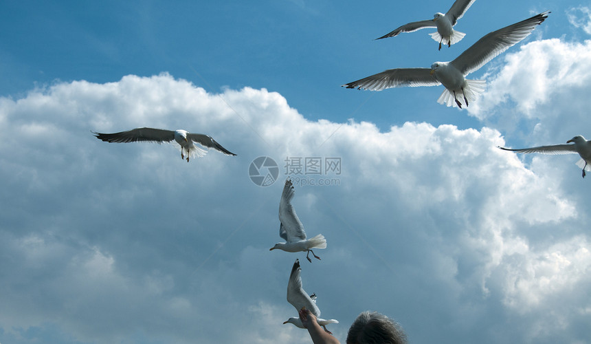 以蓝天空和云彩为海鸥供食图片