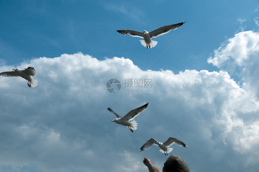 鸟儿吃鸟类航班动物翅膀自由辉光海鸥羽毛翼展眼睛晴天图片