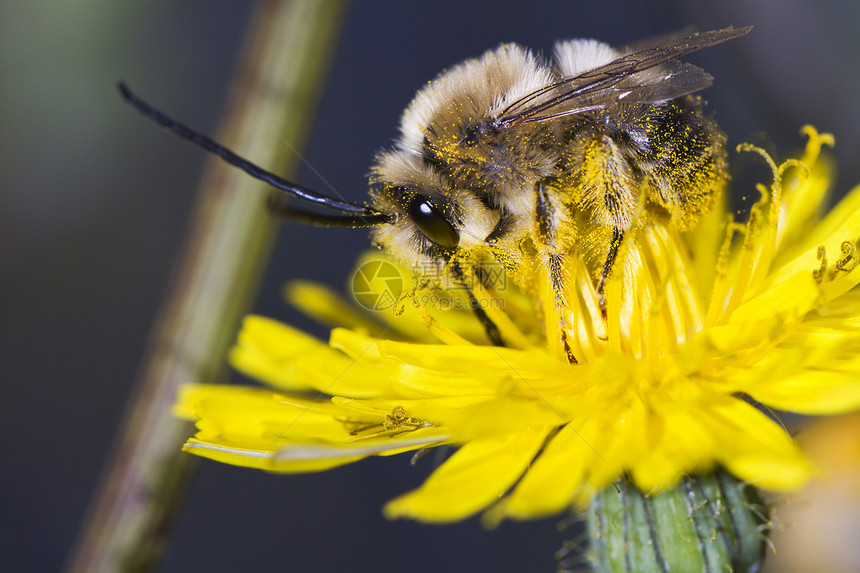 长角蜜蜂翅膀金子宏观花粉荒野黄色蜂蜜食物花瓶植物图片