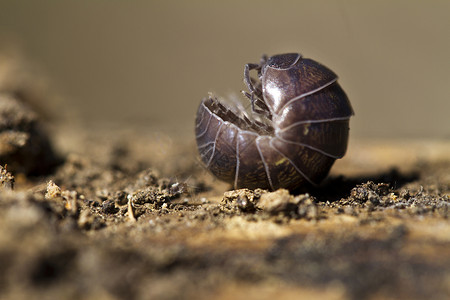 药丸虫骨骼木头漏洞害虫犰狳甲虫生物上行昆虫宏观背景图片