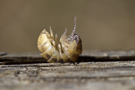 药丸虫犰狳木头骨骼宏观盔甲昆虫不倒翁害虫上行生物背景图片