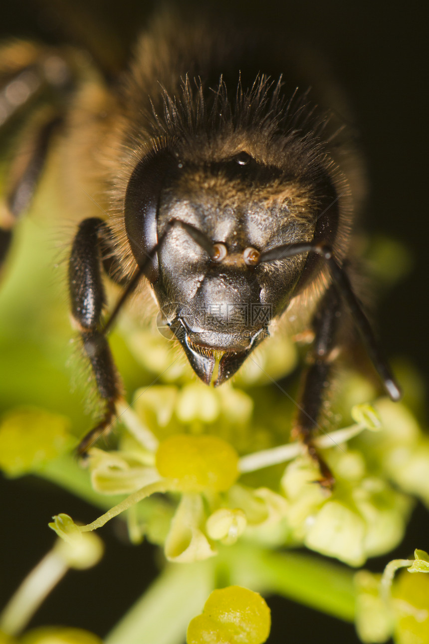 蜜蜂宏观植物蜂蜜荒野花粉工人花瓣传粉者花蜜昆虫图片