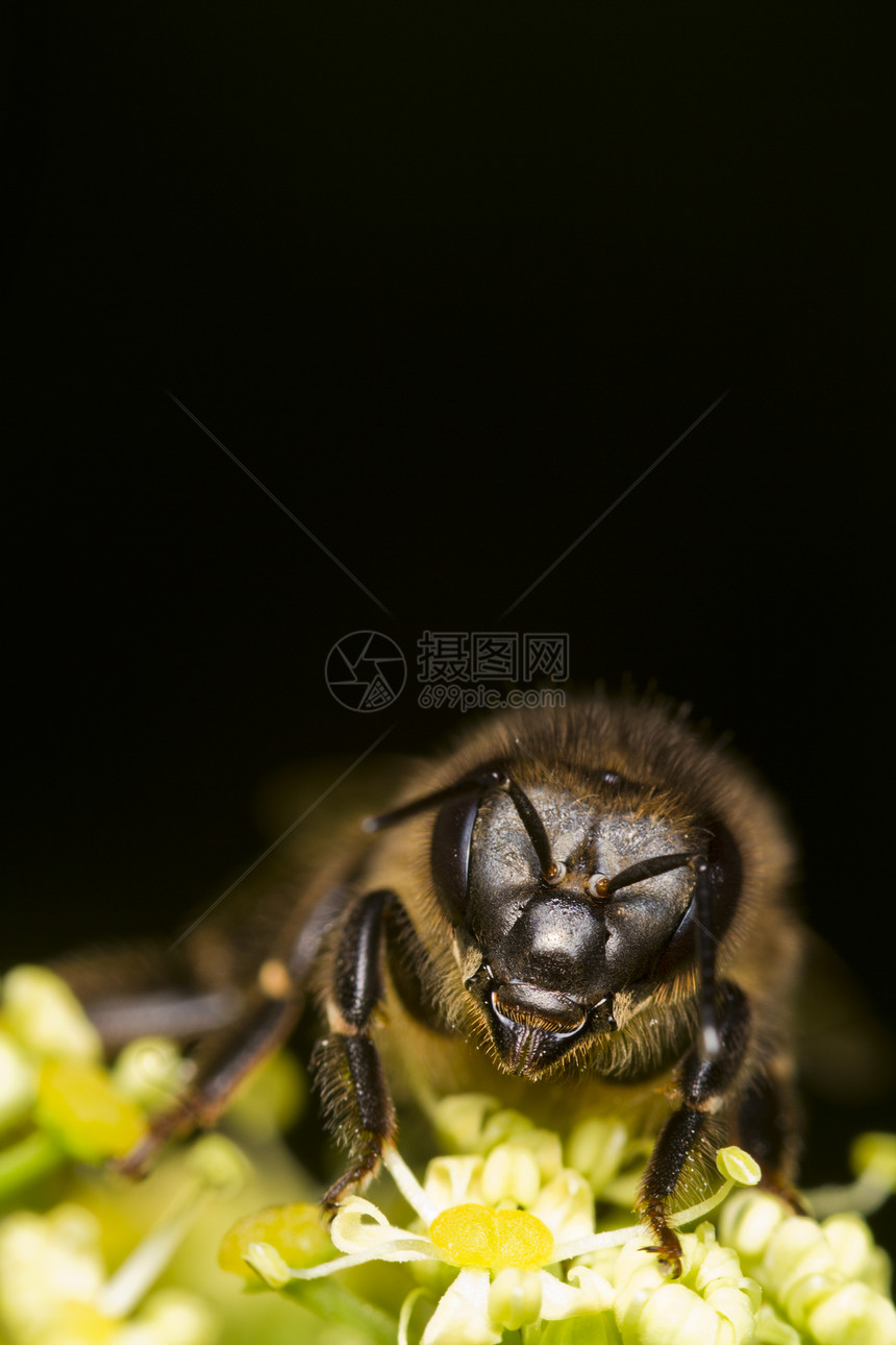 蜜蜂传粉者工人宏观花粉花蜜花瓣荒野花园翅膀昆虫图片