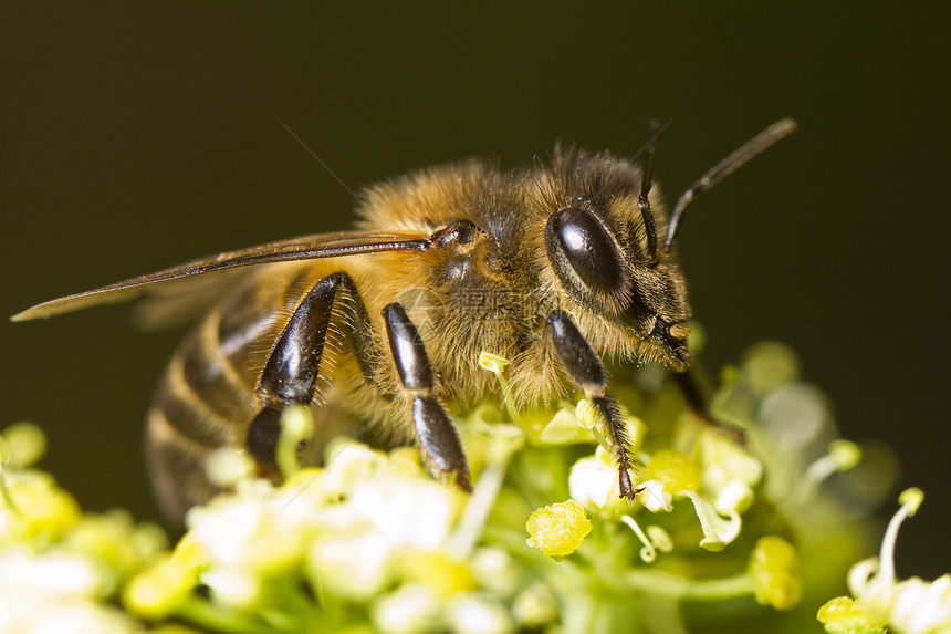 蜜蜂工人荒野花蜜花粉花园传粉者植物翅膀昆虫花瓣图片