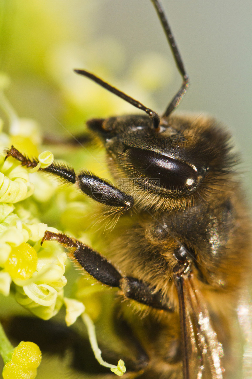蜜蜂花园传粉者蜂蜜花蜜宏观昆虫荒野翅膀花粉花瓣图片