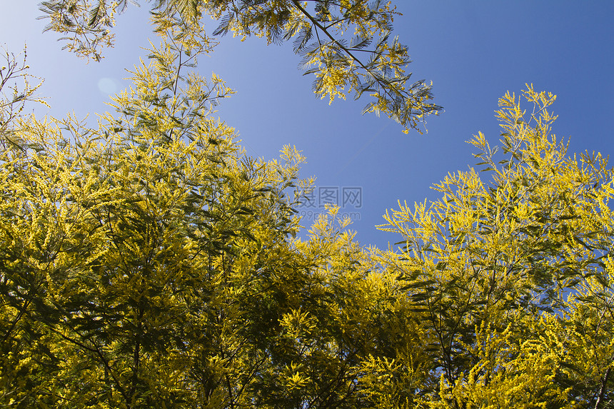 acacia树脆弱性黄色植物季节美丽绿色图片