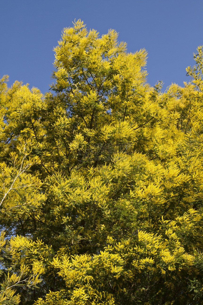 acacia树黄色季节脆弱性绿色美丽植物图片