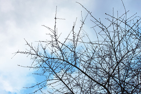 树枝芽树木对阵云彩的天空树梢日光树干植物公园天蓝色活力天气天堂季节背景