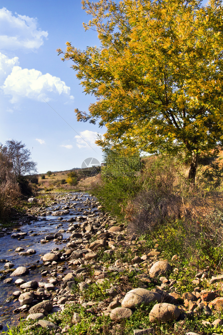 acacia树和河流流动季节植物黄色脆弱性绿色美丽溪流图片