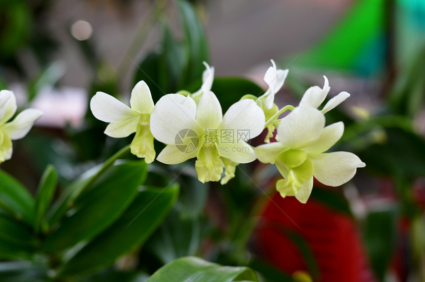 兰花植物脆弱性花瓣石斛热带白色绿色紫色植物群活力图片