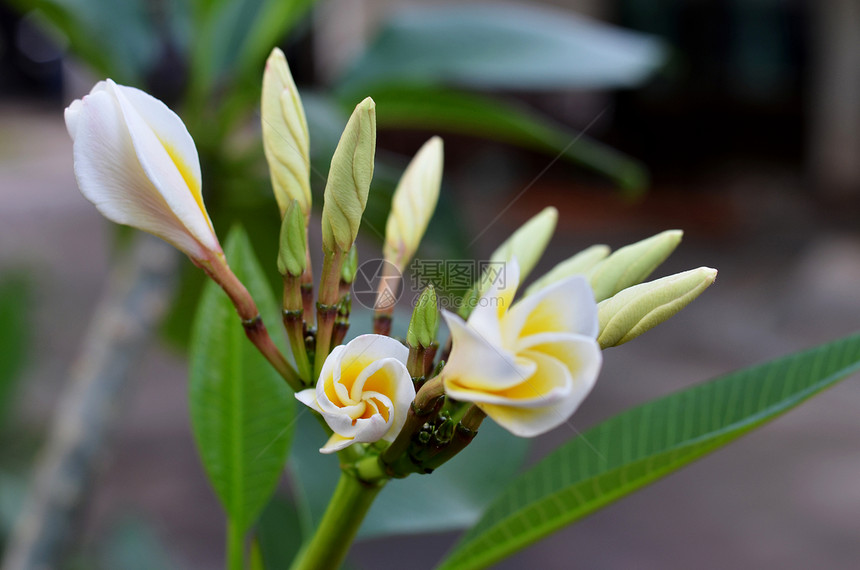 中风白色植物香水热带花园花瓣鸡蛋花黄色植物群香味图片