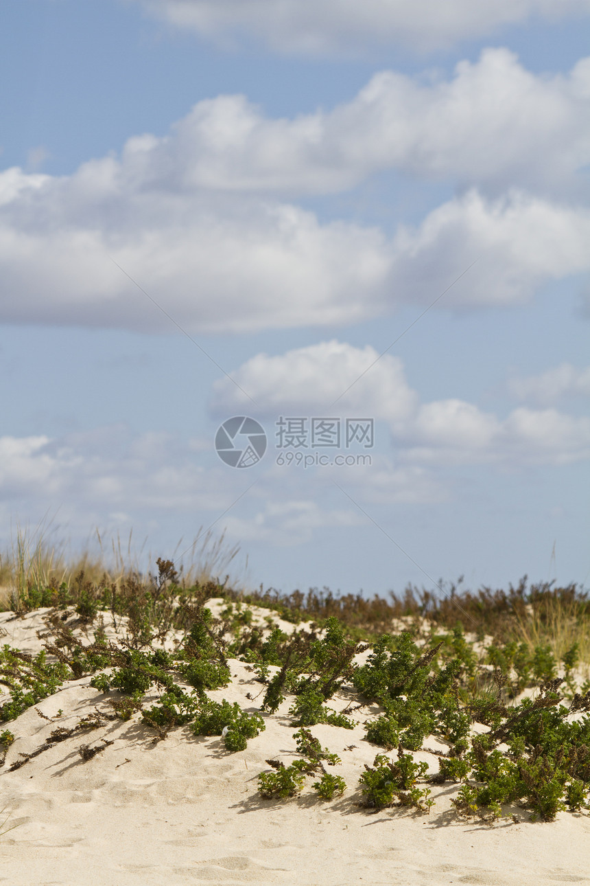 沙丘植物景观旅行天空植被蓝色沙漠白色晴天海滩植物群海岸图片