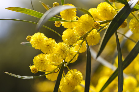 蒙奇克acacia树季节盐沼植物黄色荆棘花圈绿色美丽圆形脆弱性背景