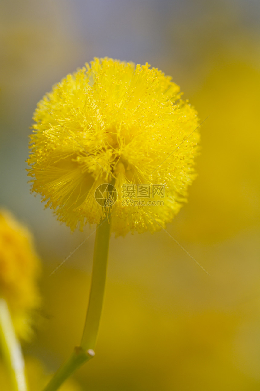 acacia树季节盐沼美丽宏观黄色脆弱性花圈荆棘植物绿色图片