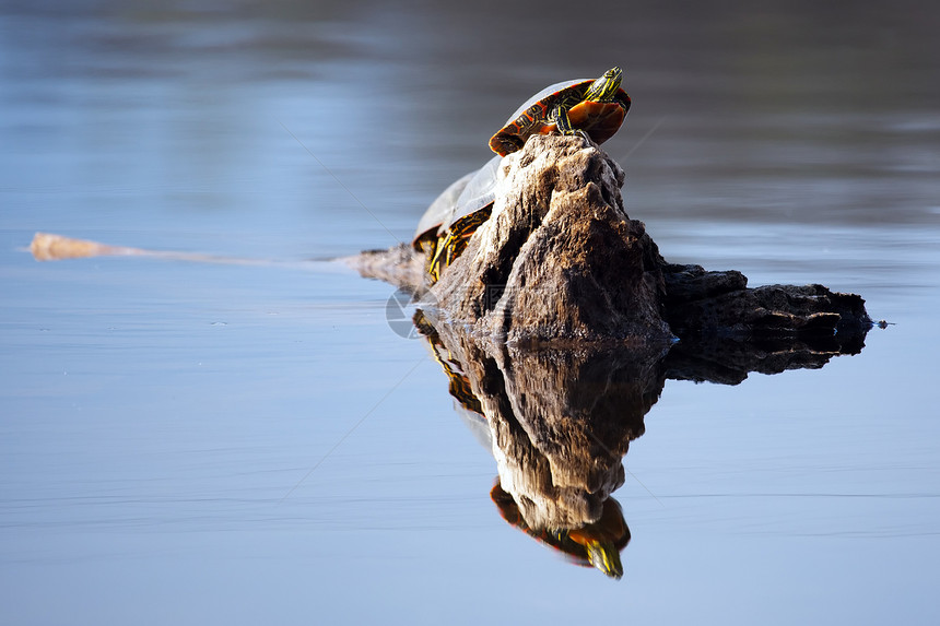涂漆海龟乌龟原木沼泽脖子树木池塘野生动物图片