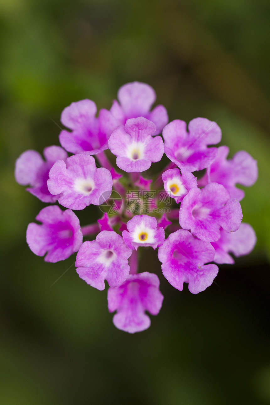 兰塔纳卡马拉叶子野生动物美丽植物宏观季节紫色植物群花瓣植物学图片