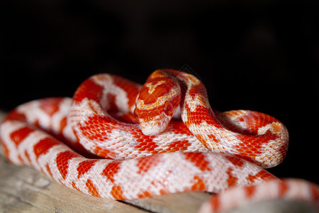 豹蛇生物红色的高清图片