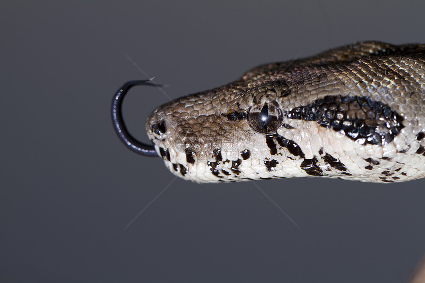 a 微软管头情调皮肤野生动物蟒蛇异国危险捕食者舌头爬虫眼睛图片