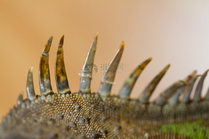 蜥蜴向后刺绿色捕食者热带皮肤爬行者爬虫野生动物鬣蜥宠物生物图片