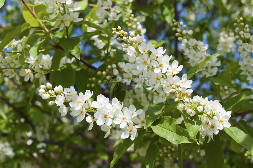 盛开的鸟樱花分枝阳光衬套农村季节香味生长枝条花瓣花园生活图片