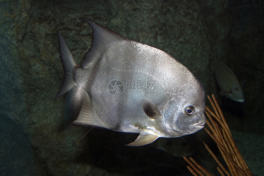 向下看鱼海景热带尾巴海洋海洋生物嘴唇水族馆鲇鱼盐水图片