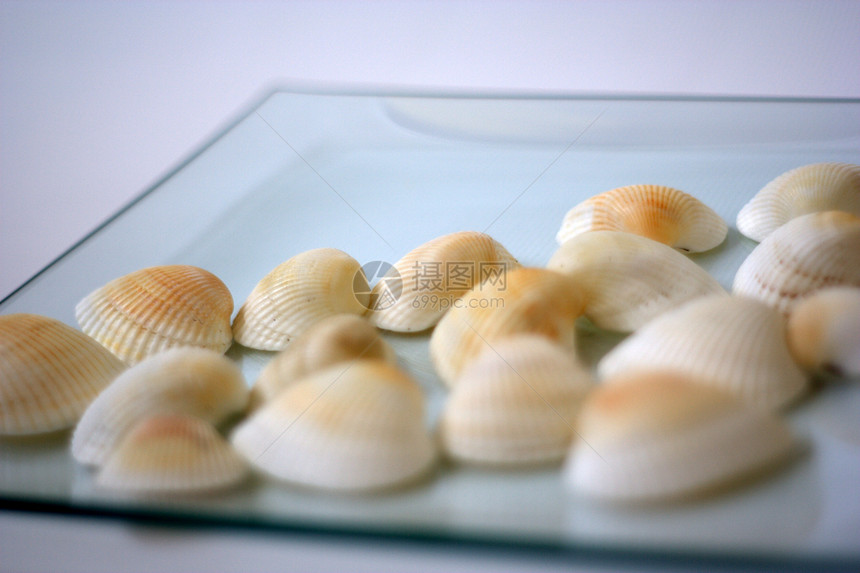 贝壳和扇贝贝类海鲜白色海洋餐厅盘子市场艺术家午餐烹饪图片