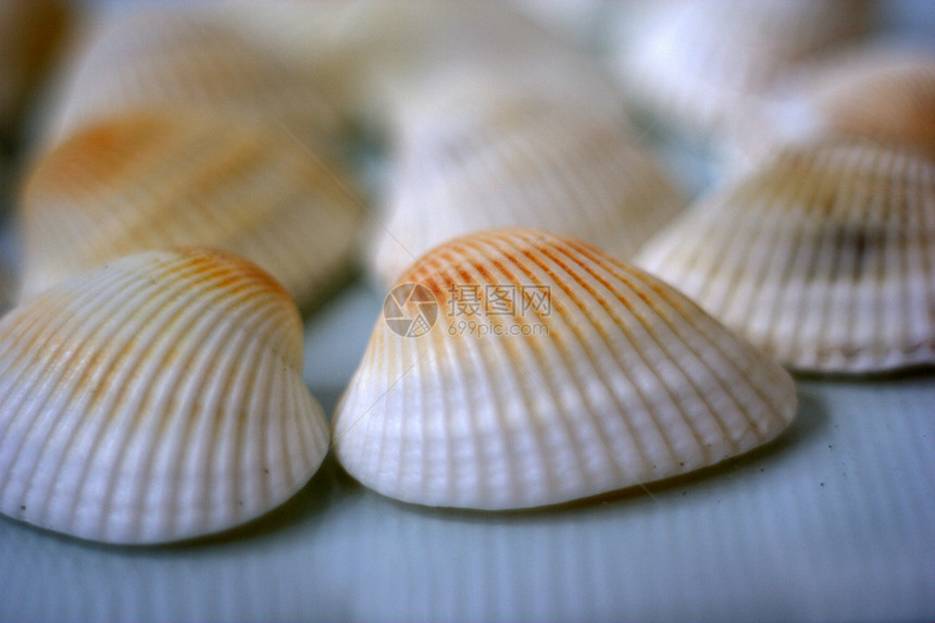 贝壳和扇贝海洋白色艺术家营养市场美食午餐贝类盘子餐厅图片