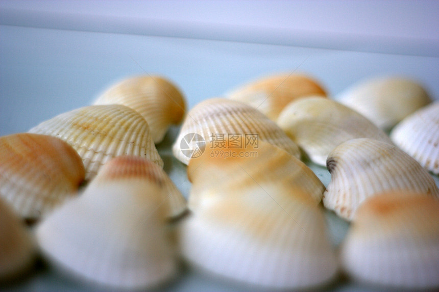 贝壳和扇贝午餐贝类白色盘子美食海鲜餐厅海洋营养市场图片