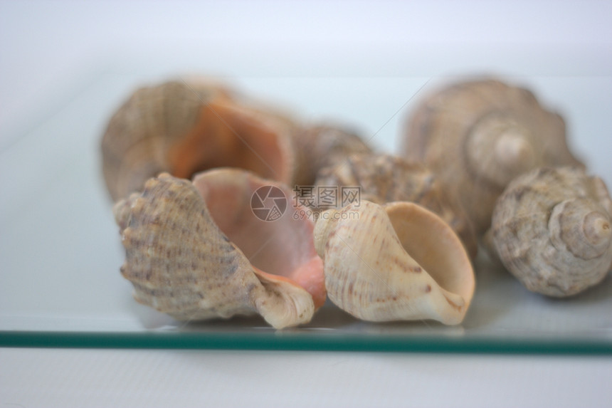 贝壳和扇贝海洋海鲜白色营养贝类午餐艺术家餐厅市场美食图片