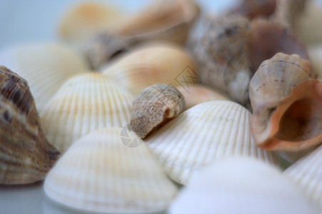 冯戈莱贝壳和扇贝海洋海鲜餐厅午餐艺术家盘子美食贝类营养烹饪背景