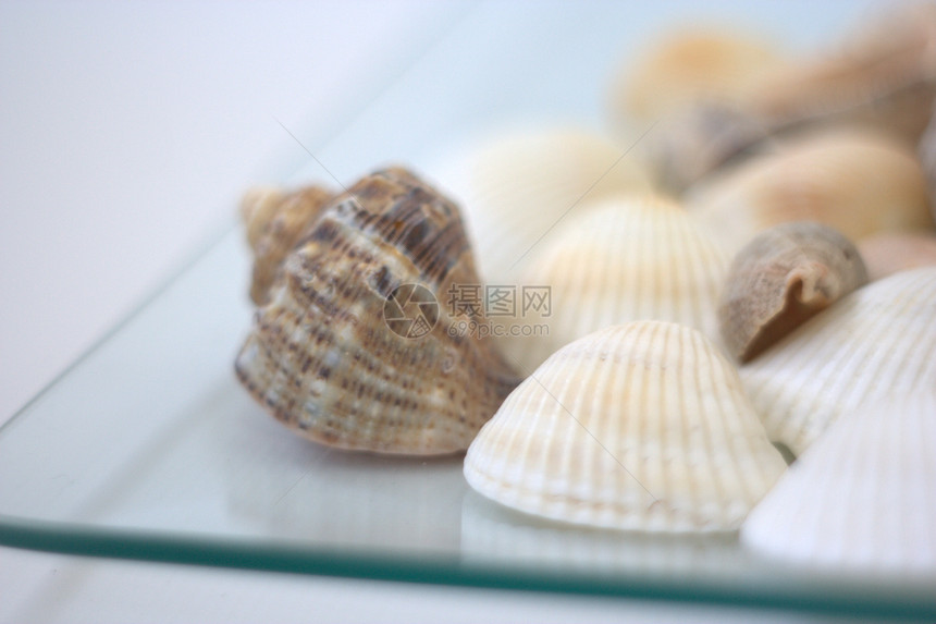 贝壳和扇贝餐厅贝类午餐海鲜烹饪营养市场海洋白色美食图片