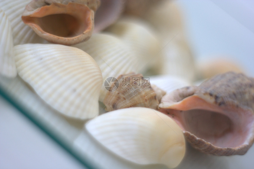 贝壳和扇贝市场午餐海鲜白色营养餐厅贝类盘子艺术家美食图片