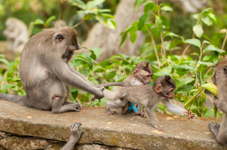 长尾猴动物旅行橙子国家猴林母亲少年婴儿哺乳动物荒野图片