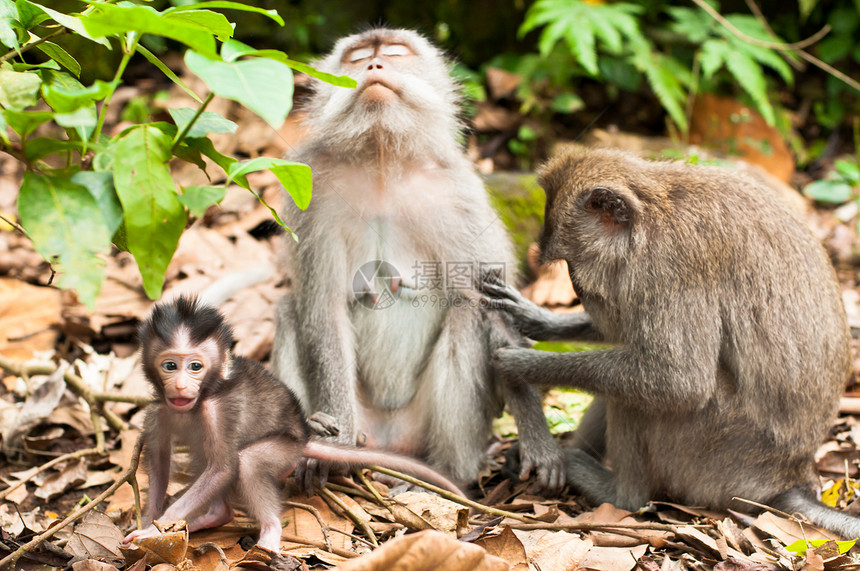 长尾猴国家保护母亲婴儿动物橙子荒野女性毛皮猴林图片