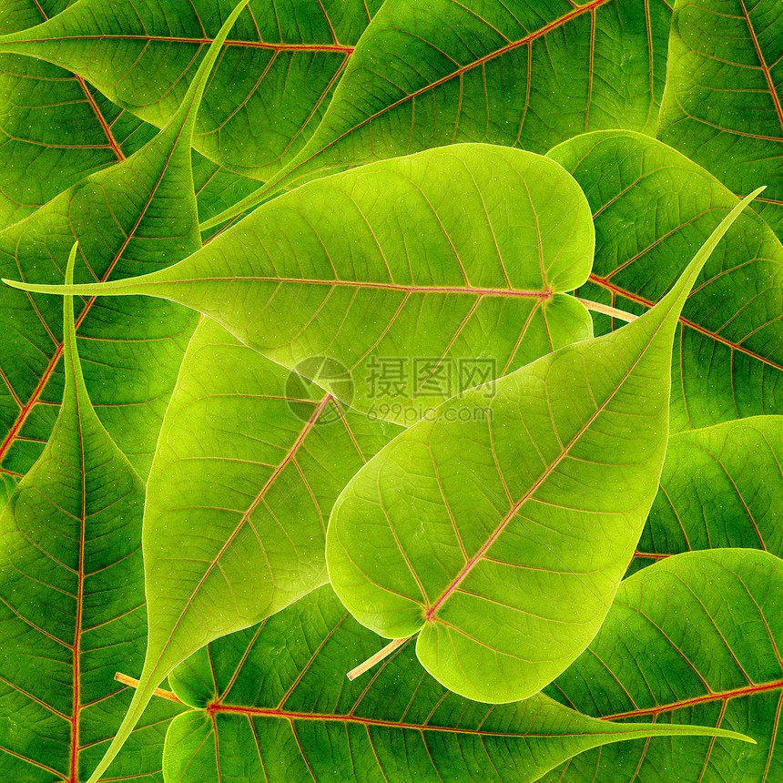 绿树叶背景黄色进步环境静脉材料植物活力生物学生长刀刃图片