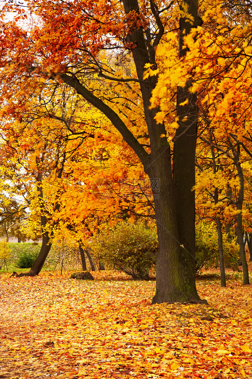 秋树橙子地面风景生态植被金子环境植物群季节叶子图片