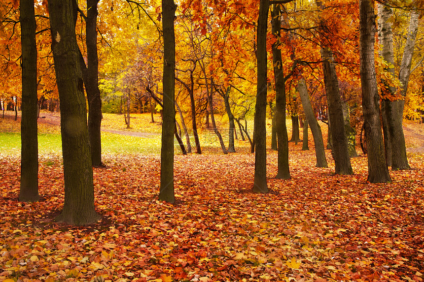 秋林季节森林公园植被橙子草地风景环境生态荒野图片