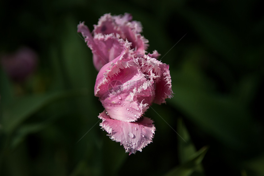 春季郁金香树叶花瓣背景绿色花朵花园图片