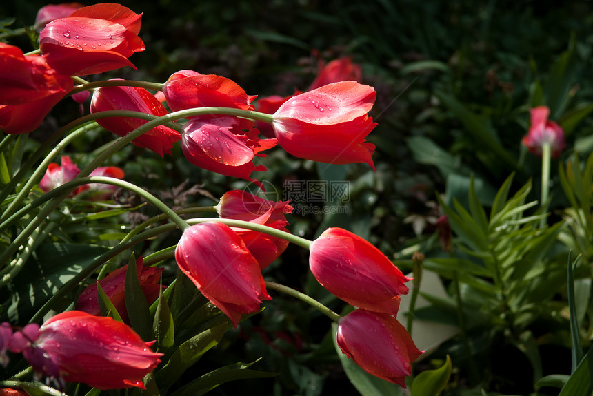 春季郁金香花瓣背景树叶花朵花园绿色图片