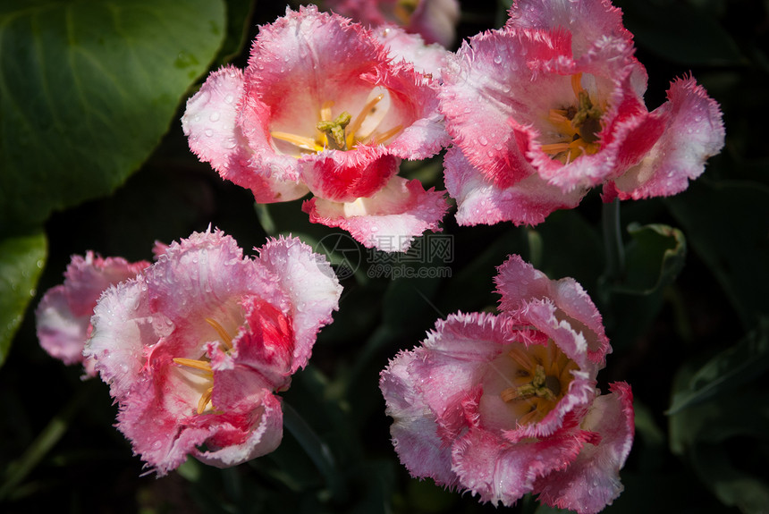 春季郁金香白色花瓣绿色花园树叶背景花朵图片